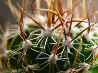 Stenocactus erectocentrus 1-5.jpg