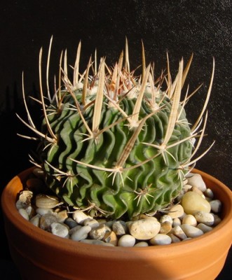 Stenocactus Multicostatus 1-7.jpg