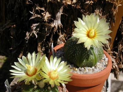 Astrophytum asterias.jpg