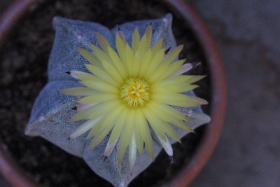 Astrophytum myriostigma.jpg