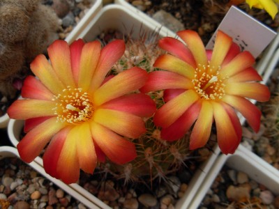 DSCN0041-f.jpg