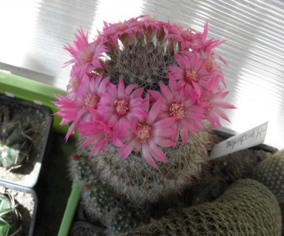 rsz_mammilaria_zeilmanniana.jpg