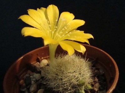 Rebutia senilis var. kesselringiana 2-10.jpg