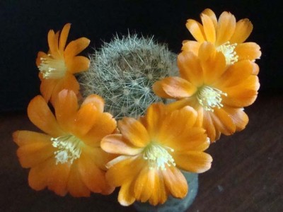 Rebutia sp.archibuiningiana 2-14.jpg