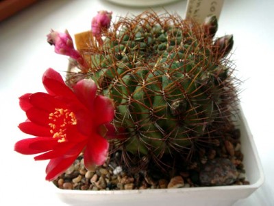 Sulcorebutia frankiana 3-3.JPG