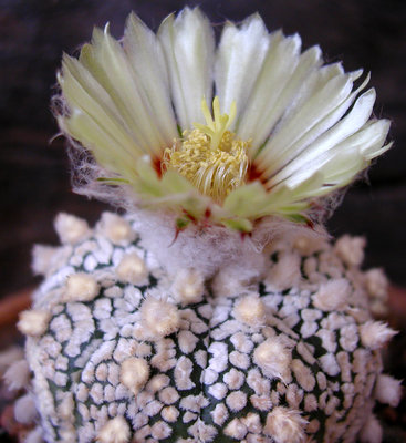 Astrophytum Superkabuto.JPG