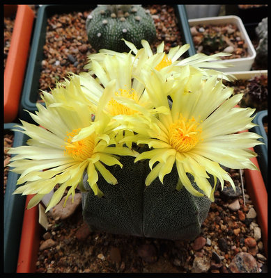 Astrophytum myriostigma2.jpg