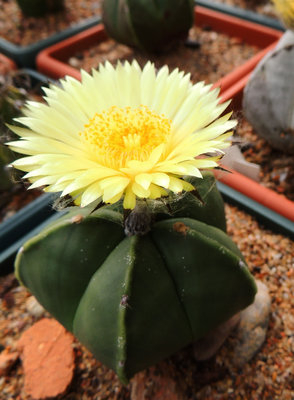 Astrophytum myriostigma v nudum.jpg