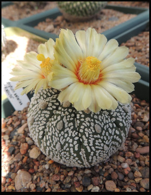 Astrophytum asterias 'Super Kabuto'.jpg
