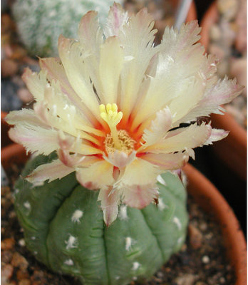 Astrophytum asterias nudum cv Kikko Turtle Schell.jpg