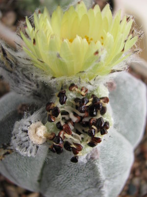 Astrophytum myriostigma v quadricostatum.jpg