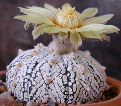 Astrophytum Superkabuto V-typ.JPG