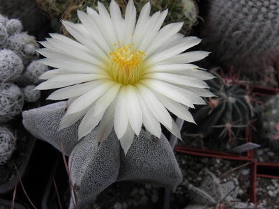 Astrophytum myriostigma.JPG