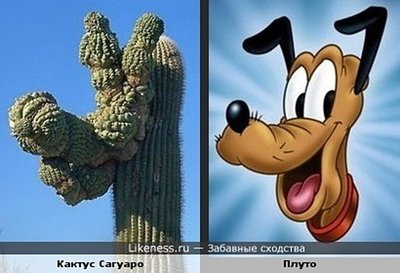 pluto_cactus_big.jpg