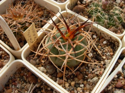 DSCN4677.jpg