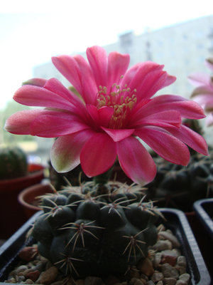 1-2.G. baldianum.jpg