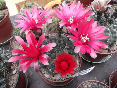 1-14.G.baldianum.JPG