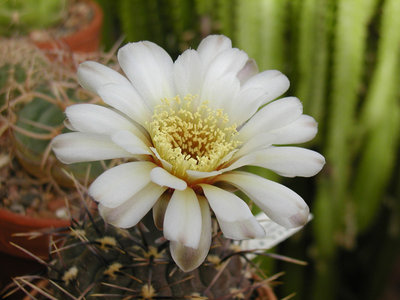 1-17.G.brachyanthum.JPG