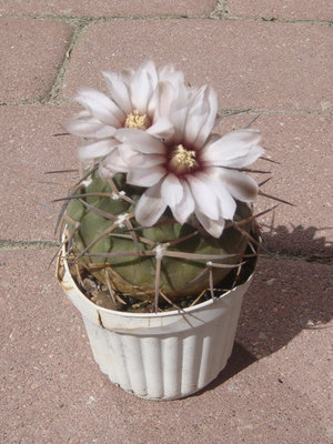 1-33.G.sp. P79.jpg