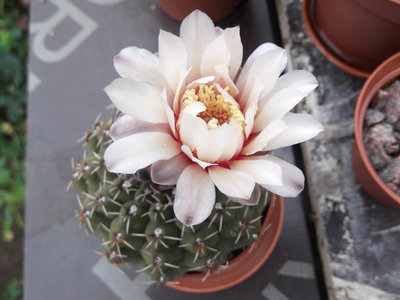1-36.G.stellatum.JPG