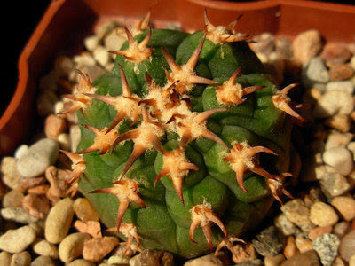 1-4.G. spegazzinii v.nuguispinum.jpg