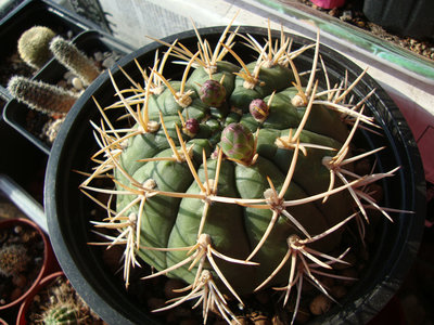 1-8.G.eurypleurum.jpg